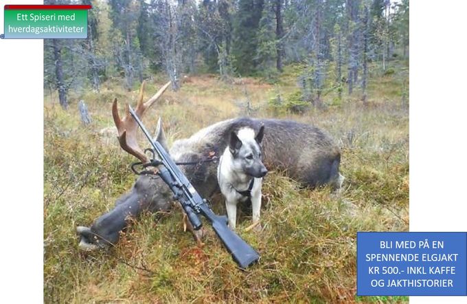Fritidssaktivitet nr 14
Bli med på en spennende elgjakt i naturskjønne omgivelser rundt Røskattheia. Pris kr 750 inkl kaffe og gode jakthistorier. Du kan sitte på post, gå med elghund, være med på hele prosessen. Mulighet til å få med seg elgkjøtt er også tilstede.
Adm kostnader kr 100.-
Jakttider:  25. september - 1.oktober og  10. oktober – 31. oktober